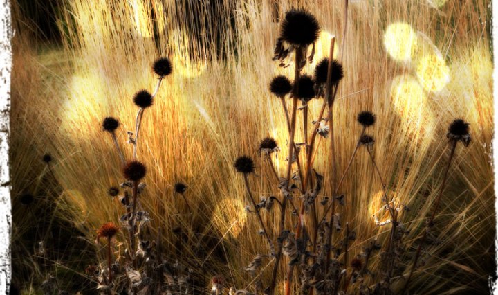 fall grasses in Pixlromatic