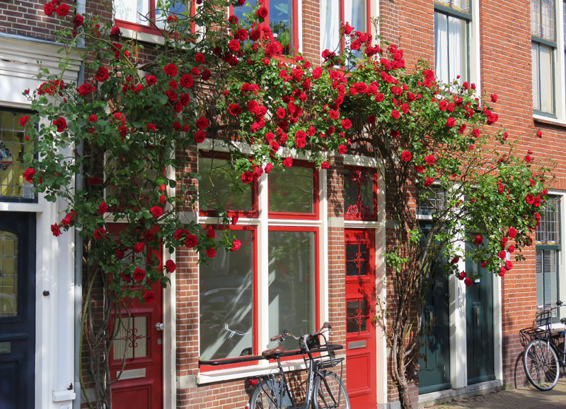 Fragrant red roses growing up a wall in Delft, Holland.