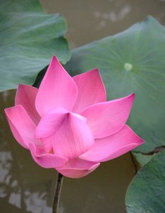 Lotus Flower in a small tributary of the Mekong River in Vietnam (Al Varty)