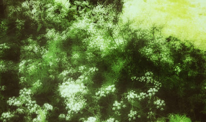 The Wild Green Growth of Ireland (with Queen Anne'sLace) in Snapseed