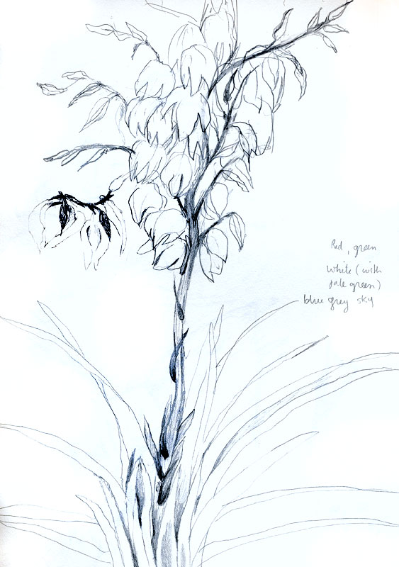 pencil sketch of a Yucca bloom