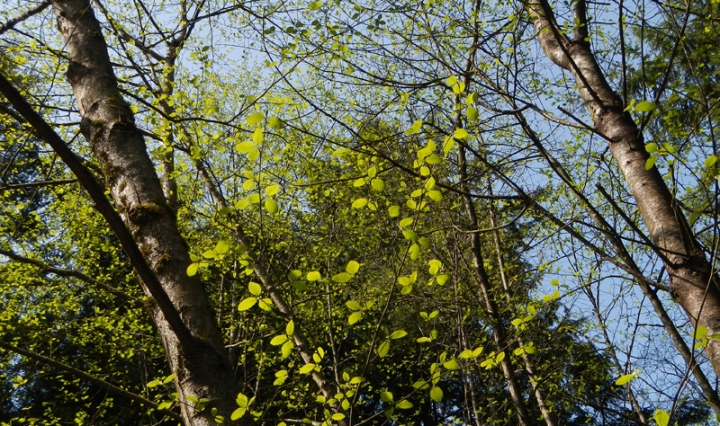 Spring Green Leaves in the woods