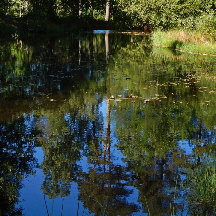 Summer light on a Tanum Pond in Sweden