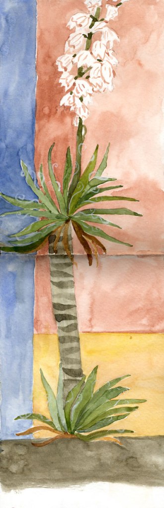 Watercolour painting in my sketchbook of a yucca that has grown tall enough to turn itself into a tree. 