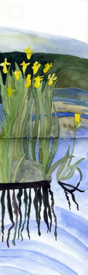 watercolour in my sketchbook of the contrast of the light yellow irises against dark green pond and dark reflections against light sky reflection