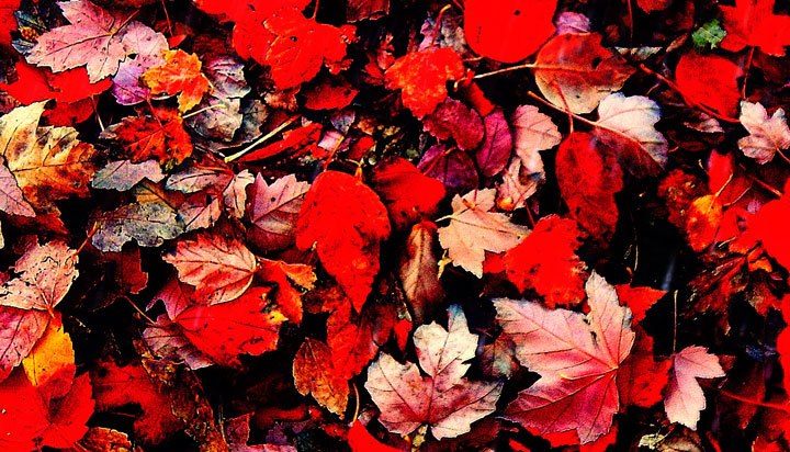 the sidewalk at Granville and 7th was completely covered with a fall collage of red Maple leaves in Pixlromatic