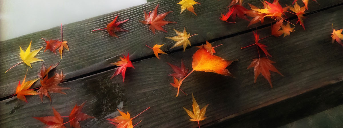 Sun Yat Sen Garden boardwalk with autumn Maple leaves run through the photo app Snapseed