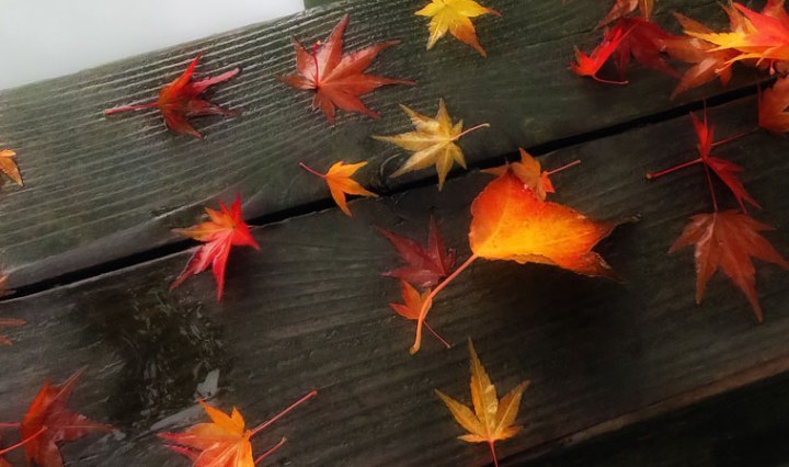 Sun Yat Sen Garden boardwalk with autumn Maple leaves run through the photo app Snapseed