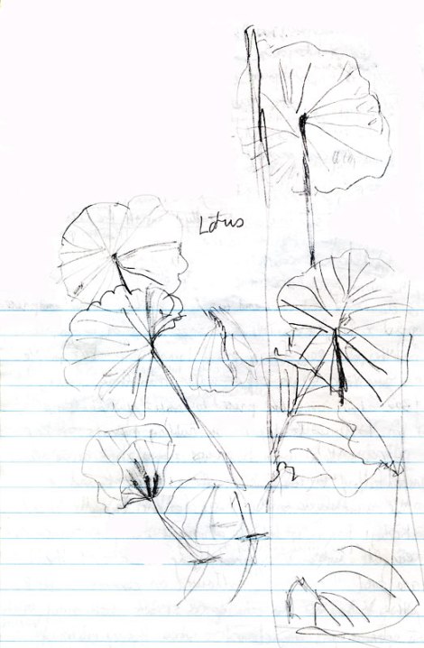 lotus drawing in my Japanese journal