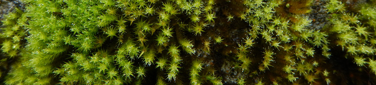 macro of mossy wall looking like a mass of tiny green stars