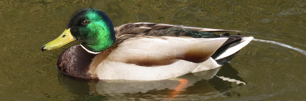 Mallard duck, with the male iridescent green head, is one of the most common waterbirds in Vancouver after the Canada Goose.