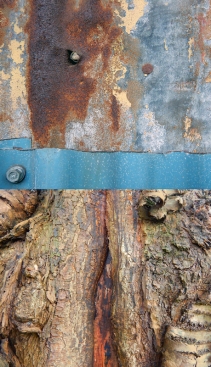 Abstract diptych of corrugated metal with fissured tree bark