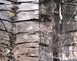 Abstract diptych of palm tree bark with weathered tape on a black lamppost
