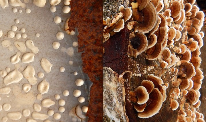 Abstract diptych of cute fungi combined with blistered paint from my favourite crusty dumpster