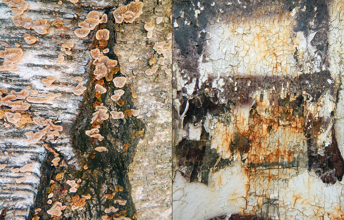 Abstract diptych of tree bark covered in fungi combined with a sign made up of cracked paint and rust (36 x 24)